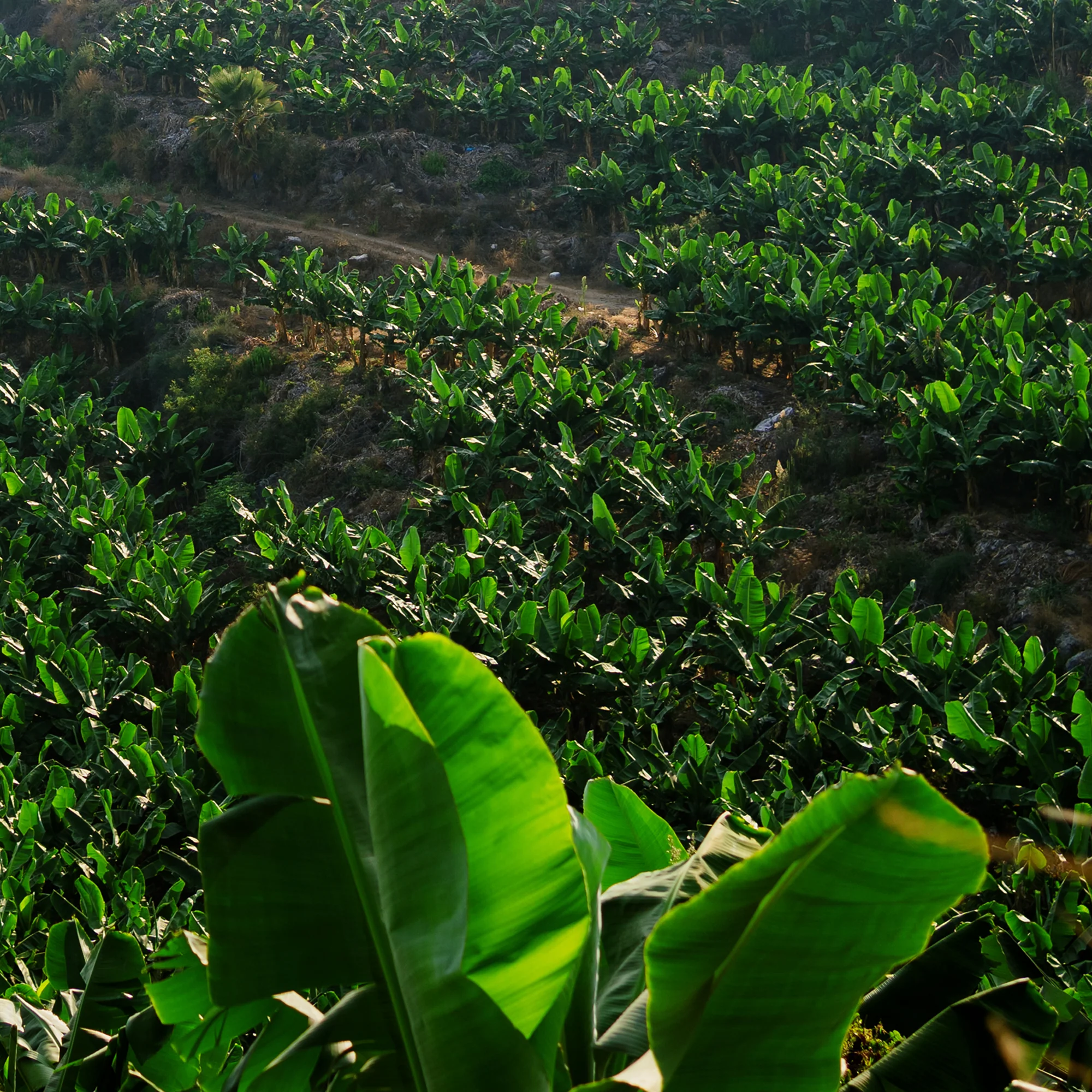 Brazil, Arabela - Image 5