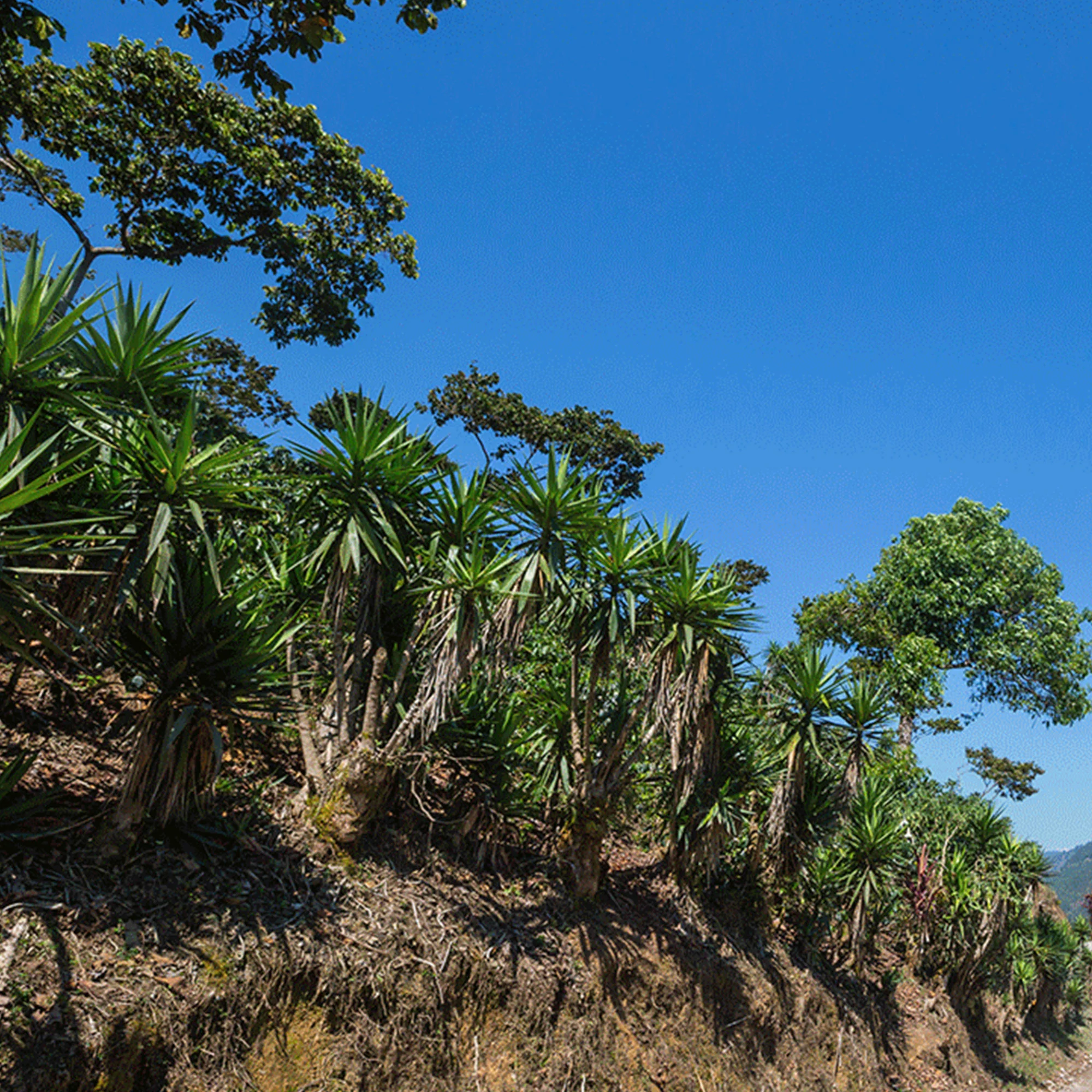 Colombia, Montoya Chiroso - Image 5