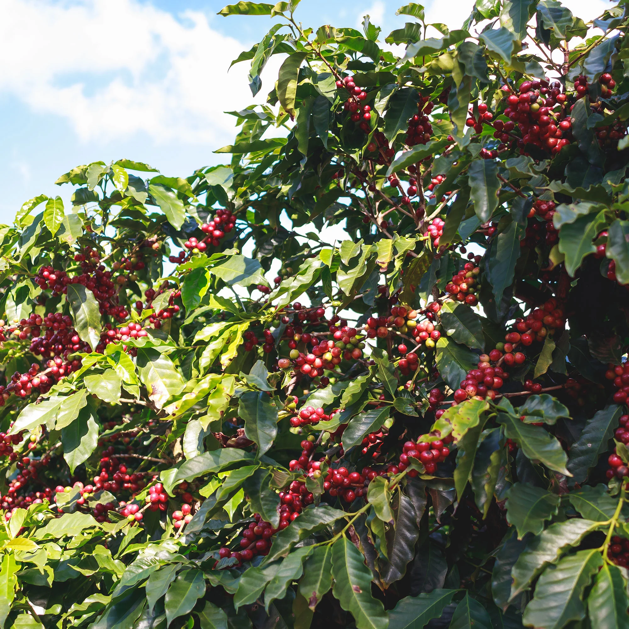 Costa Rica, Aquiares Field Blend - Image 2