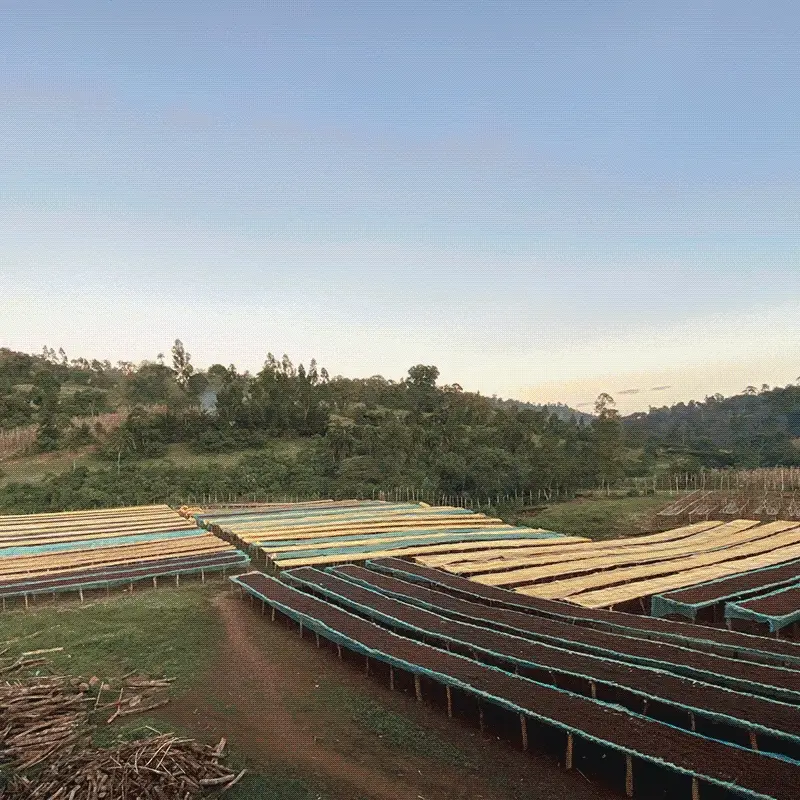 Ethiopia, Sakicha - Image 2