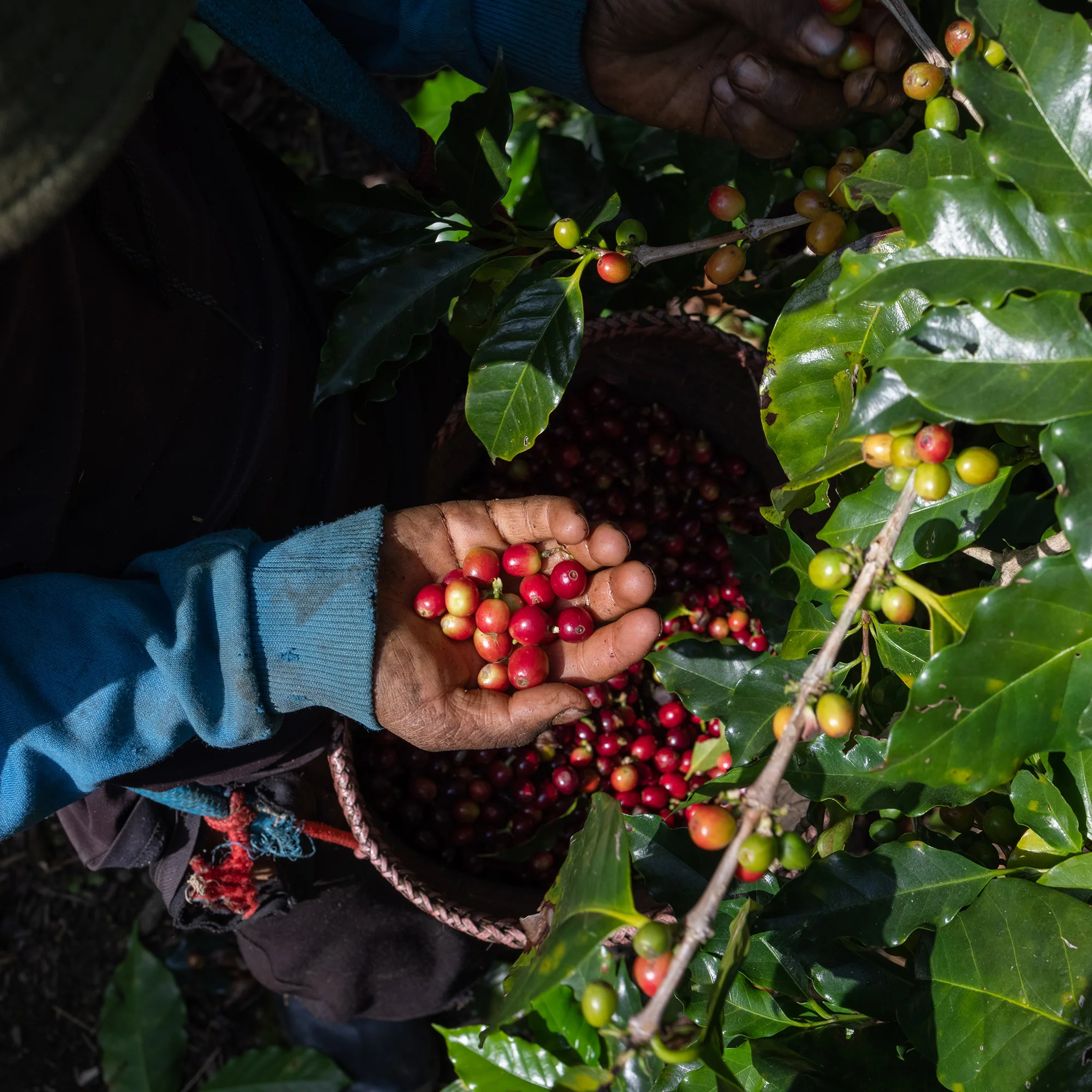 Guatemala, El Durazno - Image 2