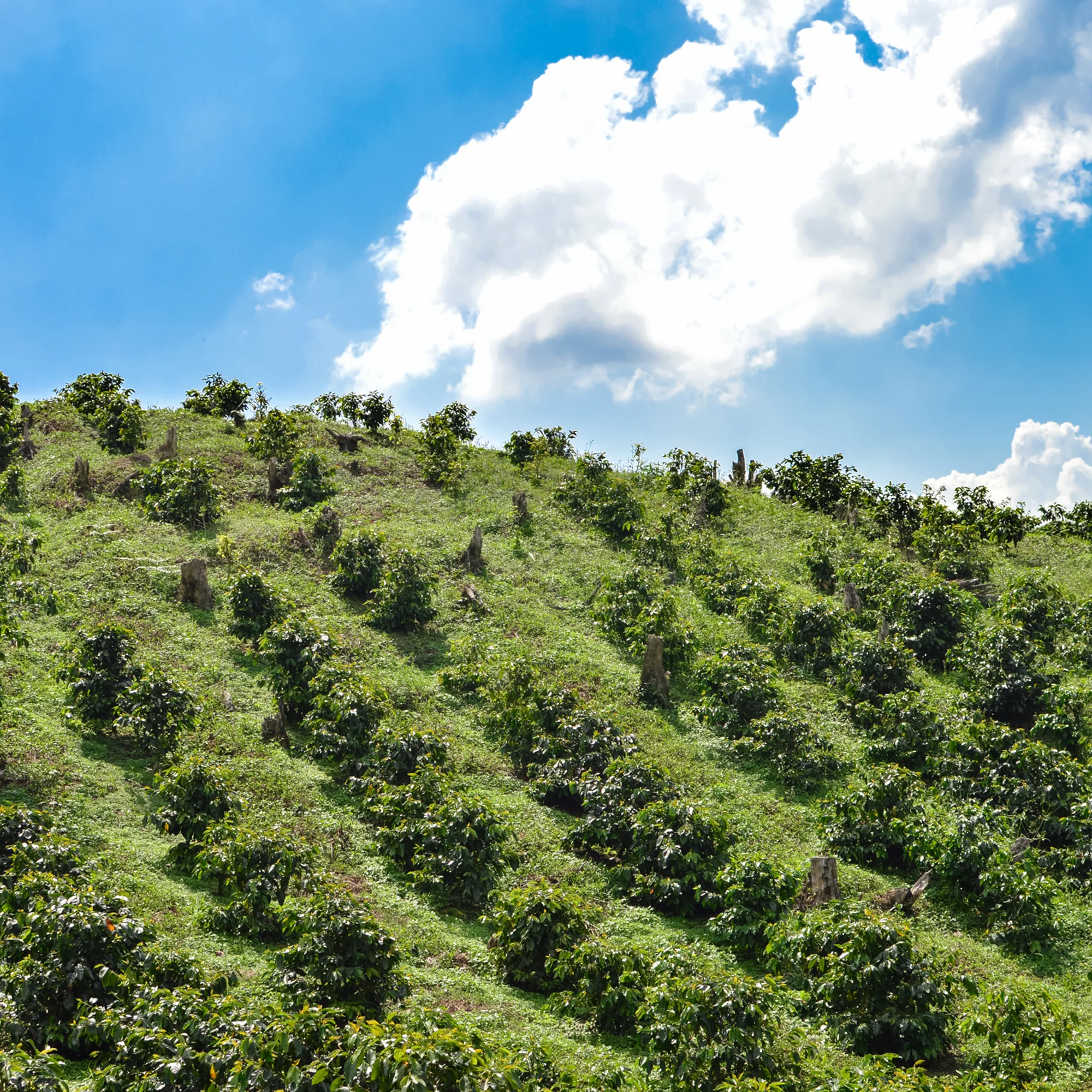 Honduras, Marcala Lenca - Image 2