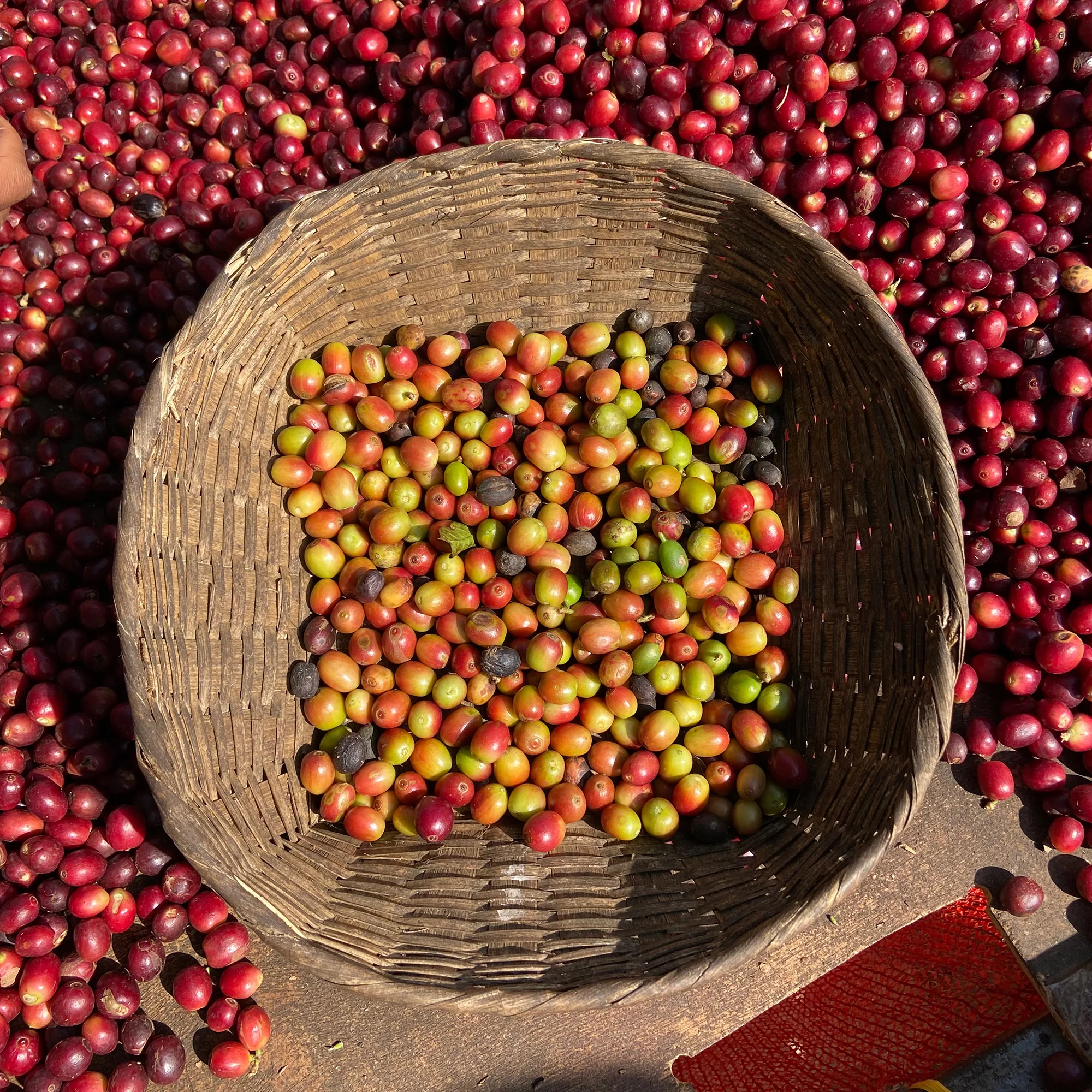 Myanmar, The Lady - Image 3