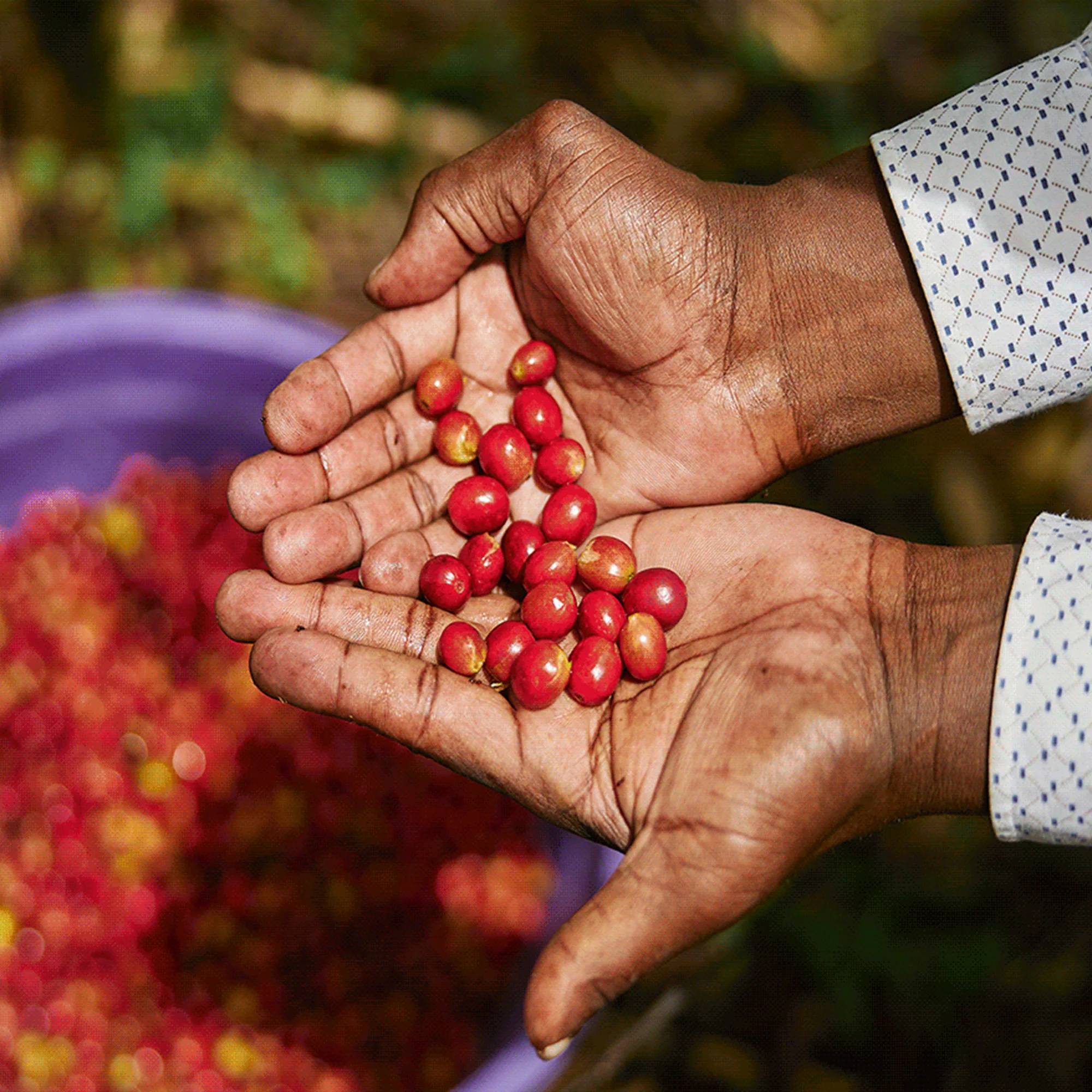 Rwanda, Keza - Image 2
