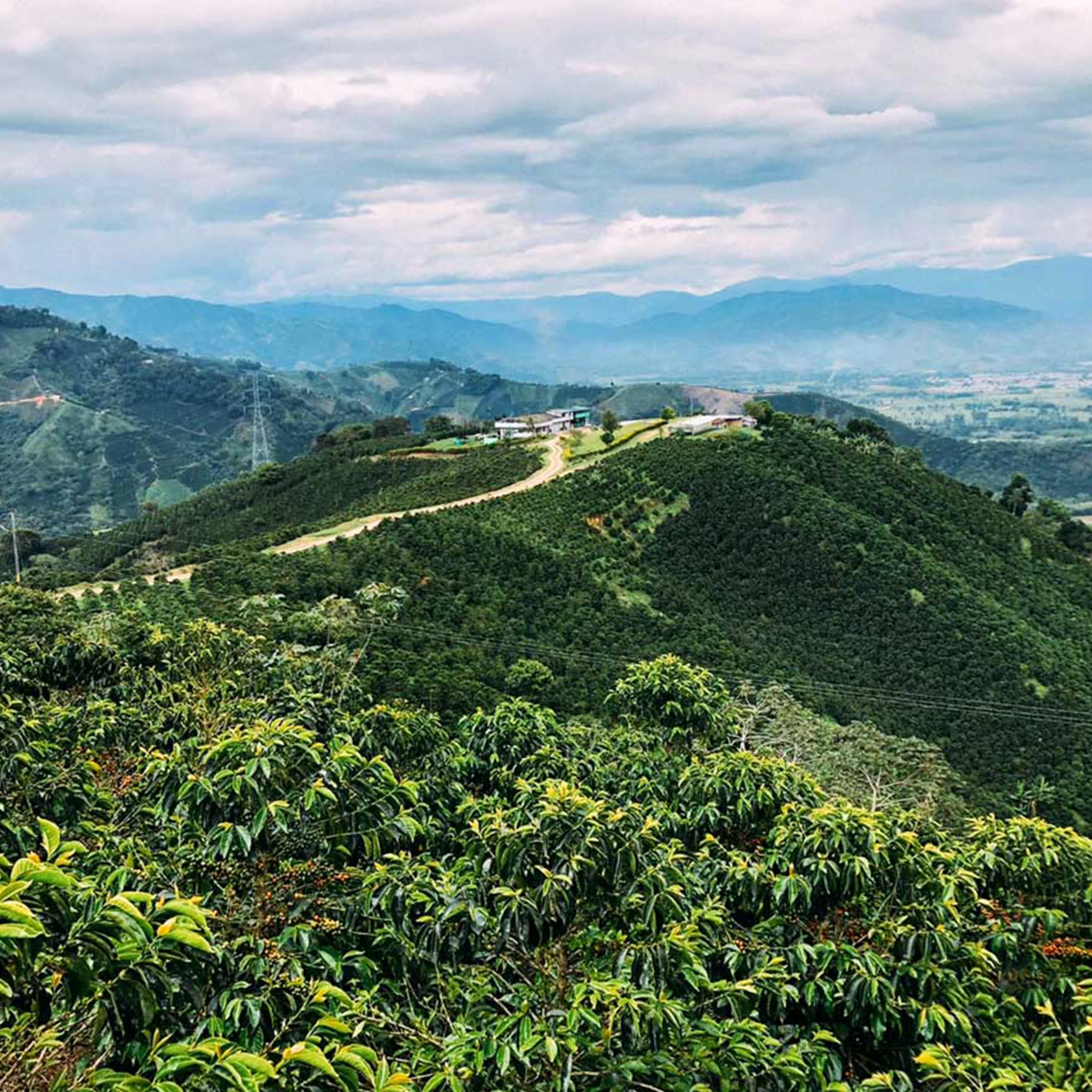 Colombia, Virginia Salazar, Pink Bourbon - Image 6
