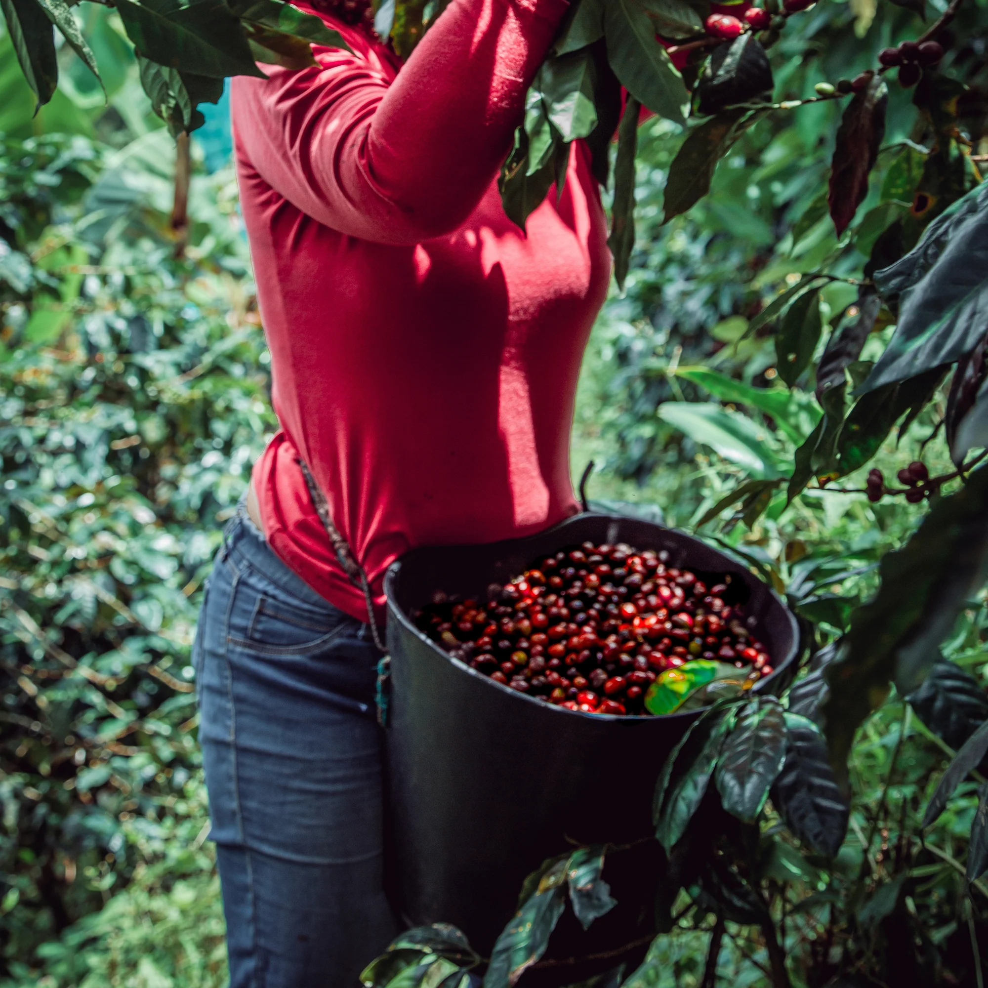 Colombia, Virginia Salazar, Pink Bourbon - Image 8